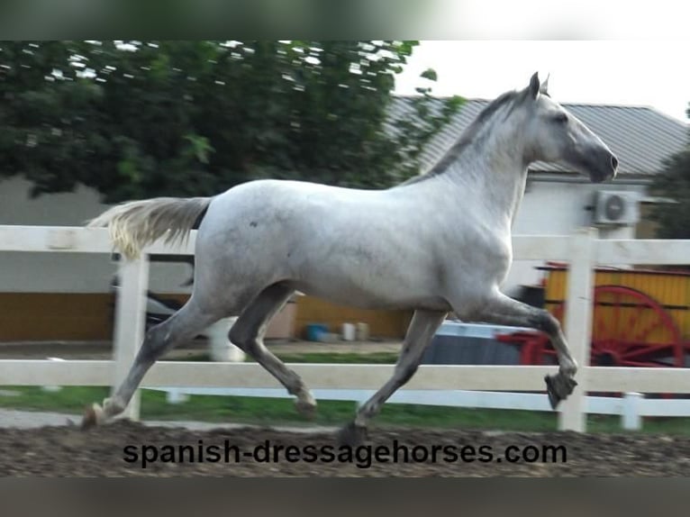 PRE Étalon 2 Ans Gris in Barcelona