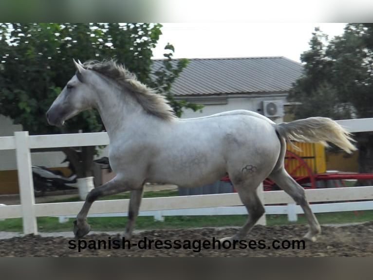 PRE Étalon 2 Ans Gris in Barcelona