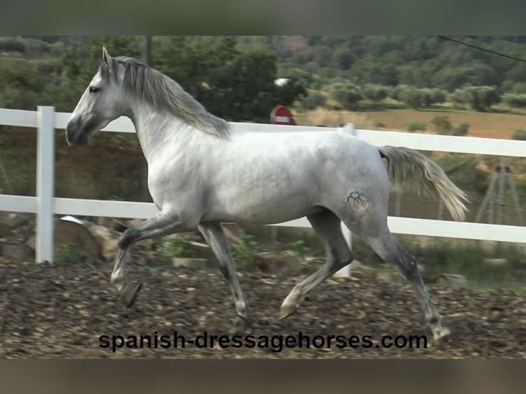 PRE Étalon 2 Ans Gris in Barcelona