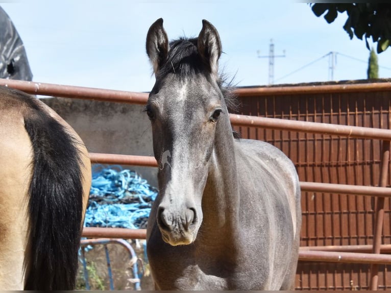 PRE Étalon 2 Ans Gris in Provinz Granada