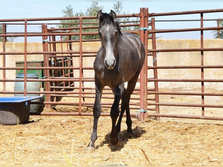 PRE Étalon 2 Ans Gris in Provinz Granada