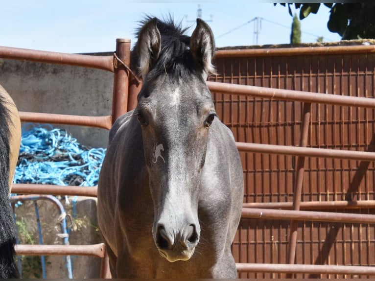 PRE Étalon 2 Ans Gris in Provinz Granada