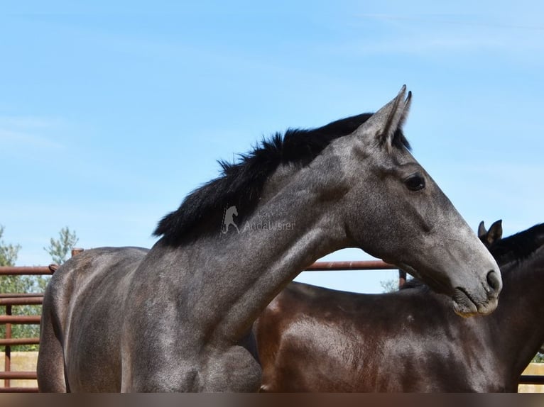 PRE Étalon 2 Ans Gris in Provinz Granada