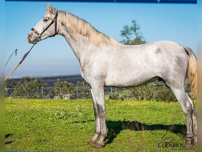 PRE Croisé Étalon 2 Ans Gris in Badajoz