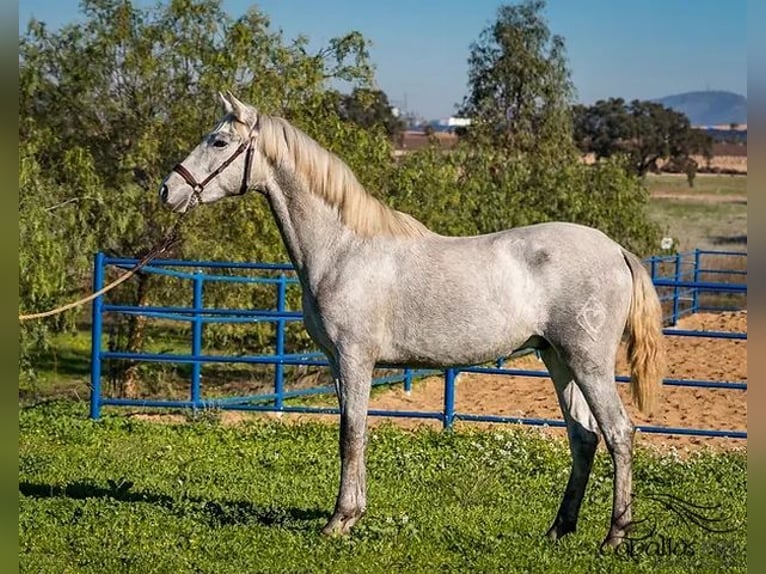 PRE Croisé Étalon 2 Ans Gris in Badajoz