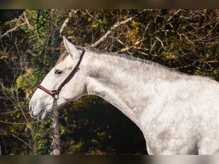 PRE Croisé Étalon 2 Ans Gris in BetchatCAUMONT