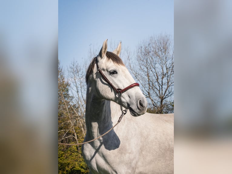 PRE Croisé Étalon 2 Ans Gris in BetchatCAUMONT