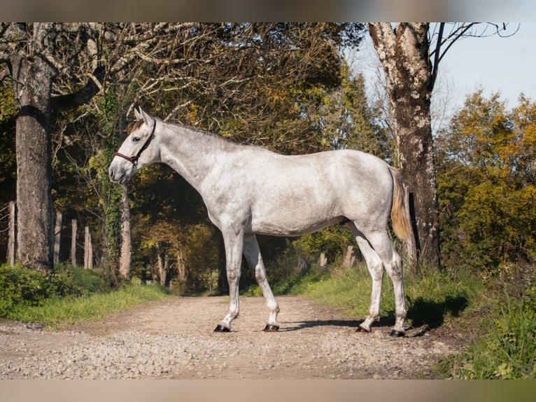 PRE Croisé Étalon 2 Ans Gris in BetchatCAUMONT