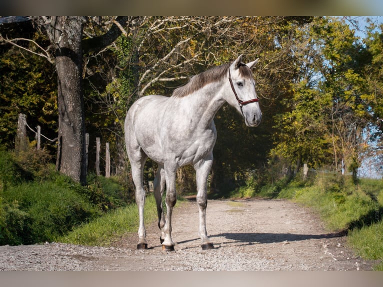 PRE Croisé Étalon 2 Ans Gris in BetchatCAUMONT