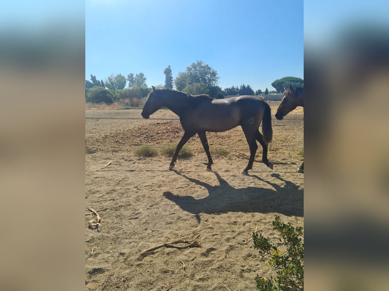 PRE Étalon 2 Ans Gris pommelé in Arcos de la Frontera