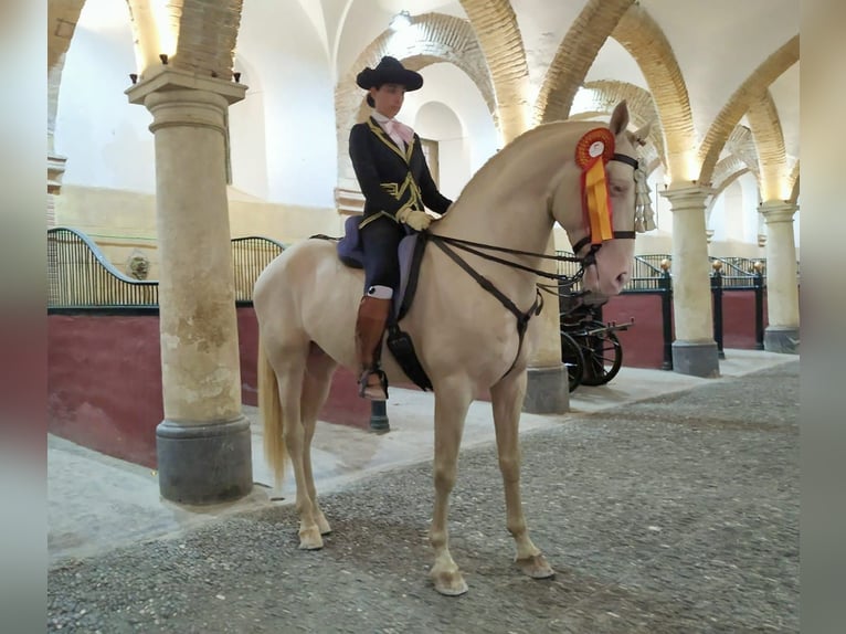 PRE Étalon 2 Ans Isabelle in Madrid