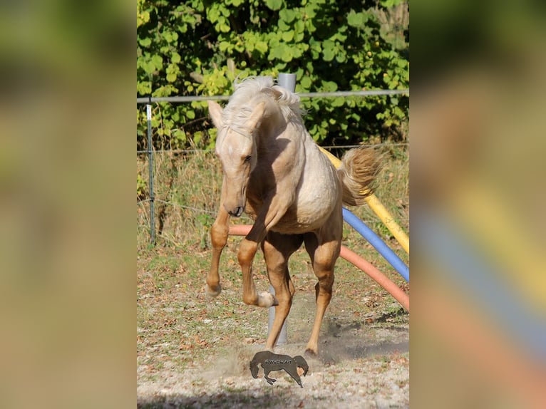 PRE Étalon 2 Ans Palomino in Gottfrieding