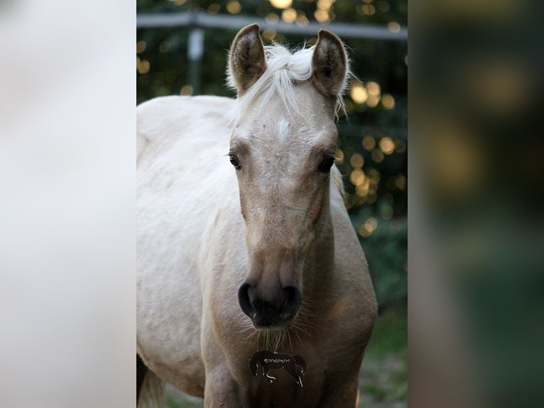 PRE Étalon 2 Ans Palomino in Gottfrieding