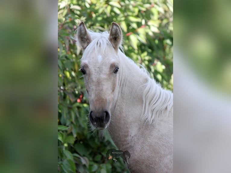 PRE Étalon 2 Ans Palomino in Gottfrieding