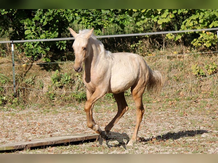 PRE Étalon 2 Ans Palomino in Gottfrieding