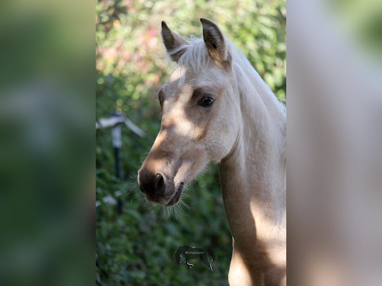 PRE Étalon 2 Ans Palomino in Gottfrieding