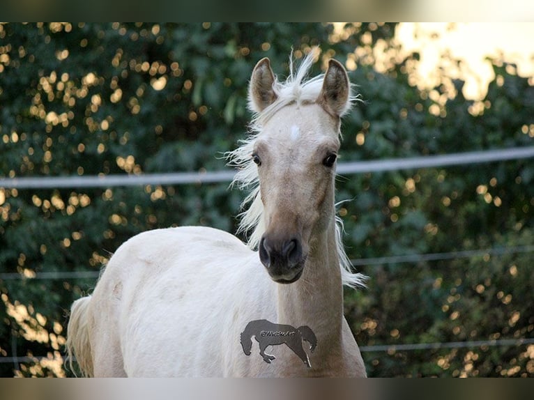 PRE Étalon 2 Ans Palomino in Gottfrieding