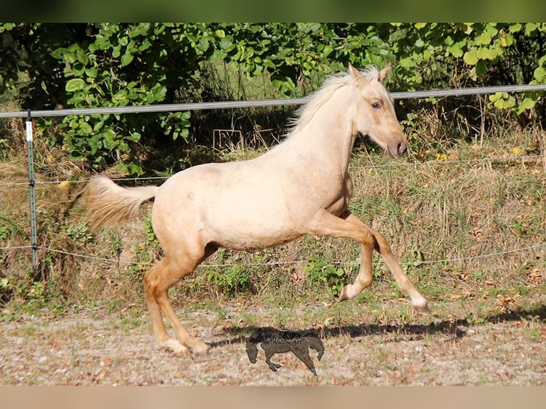 PRE Étalon 2 Ans Palomino in Gottfrieding