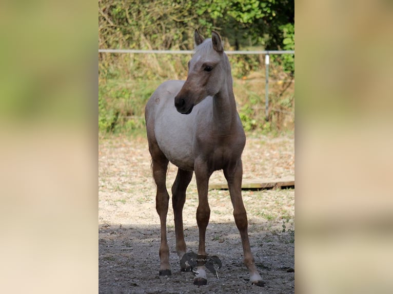 PRE Étalon 2 Ans Palomino in Gottfrieding