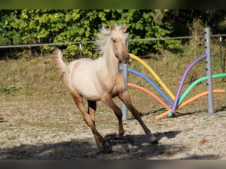 PRE Étalon 2 Ans Palomino in Gottfrieding