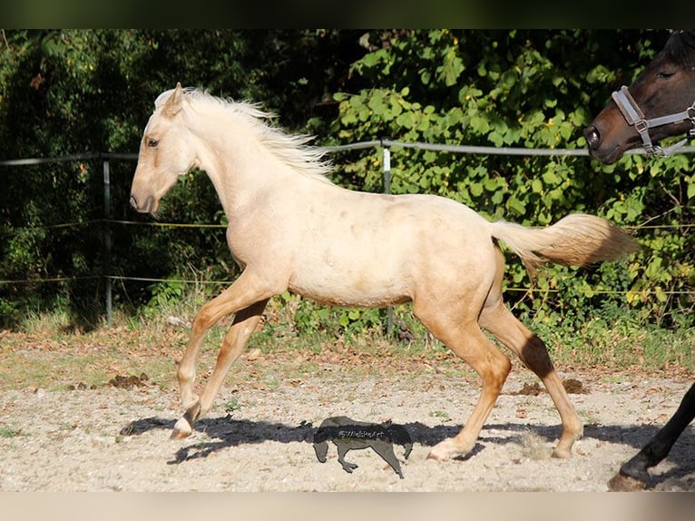 PRE Étalon 2 Ans Palomino in Gottfrieding