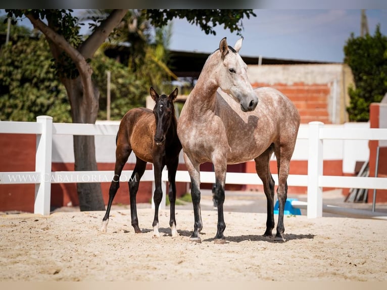 PRE Croisé Étalon 3 Ans 135 cm Noir in Rafelguaraf