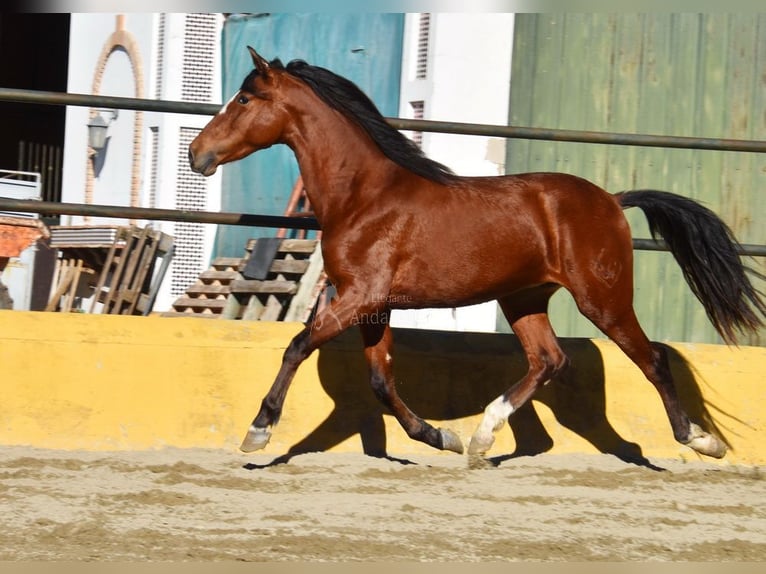 PRE Croisé Étalon 3 Ans 148 cm Bai in Provinz Malaga