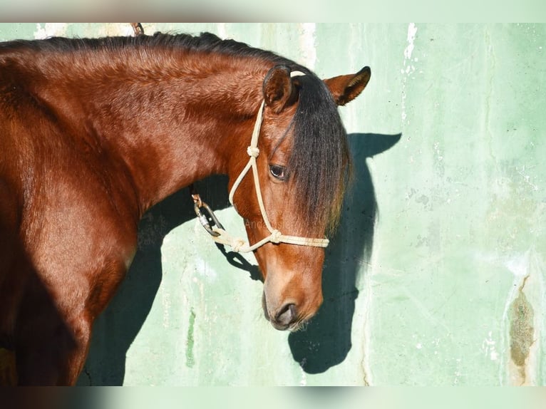 PRE Croisé Étalon 3 Ans 148 cm Bai in Provinz Malaga