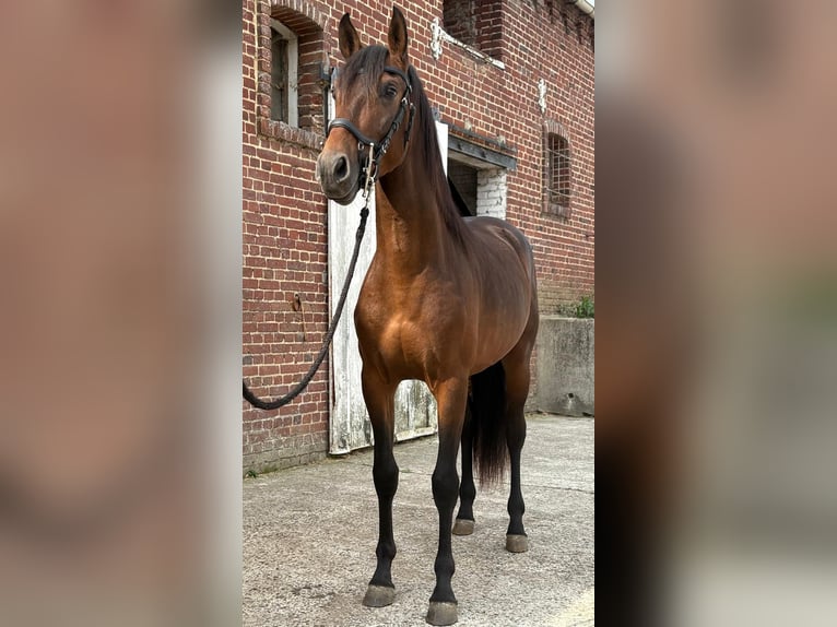 PRE Croisé Étalon 3 Ans 150 cm Bai in Ep&#xE9;nancourt