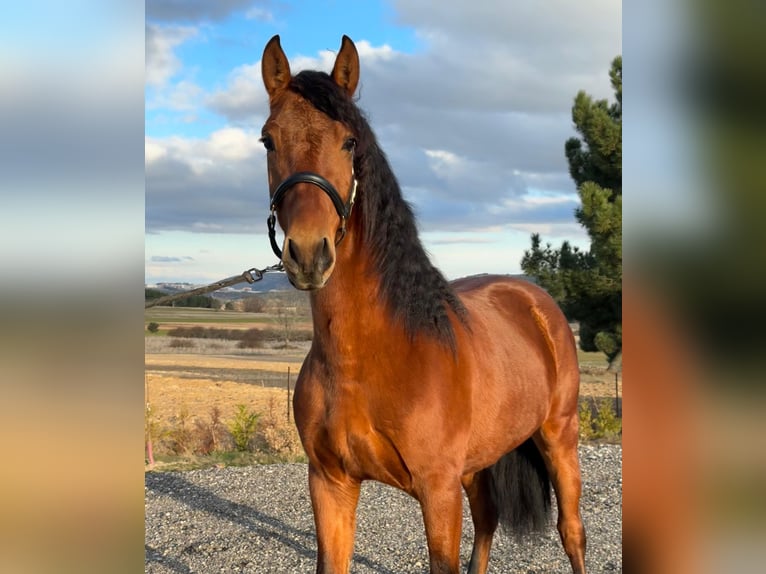 PRE Croisé Étalon 3 Ans 150 cm Bai in Soria
