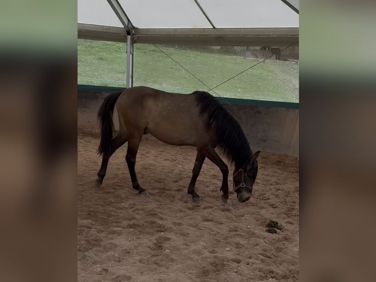 PRE Croisé Étalon 3 Ans 150 cm Isabelle in Leuchtenberg