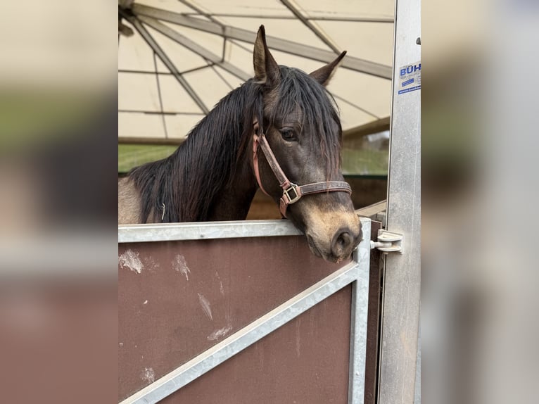 PRE Croisé Étalon 3 Ans 150 cm Isabelle in Leuchtenberg