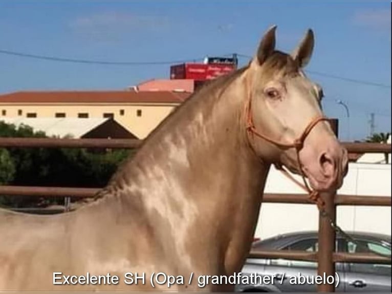 PRE Croisé Étalon 3 Ans 150 cm Isabelle in Leuchtenberg