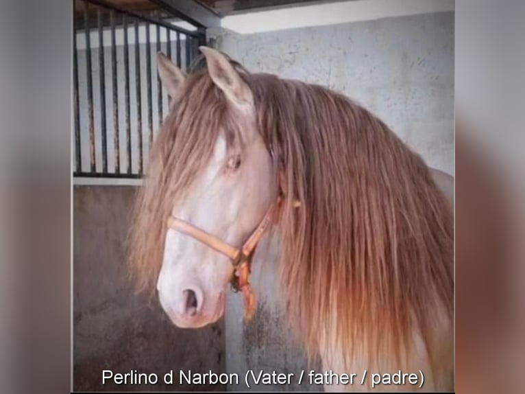 PRE Croisé Étalon 3 Ans 150 cm Isabelle in Leuchtenberg