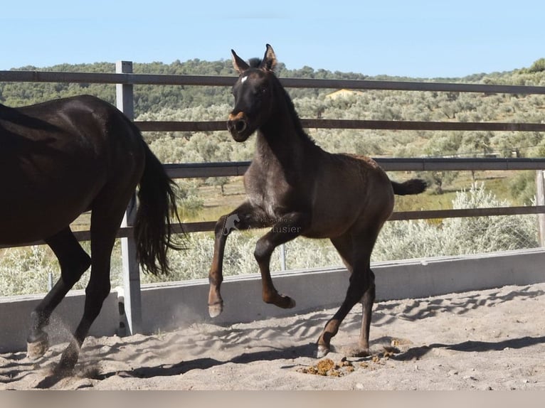 PRE Croisé Étalon 3 Ans 150 cm Isabelle in Leuchtenberg