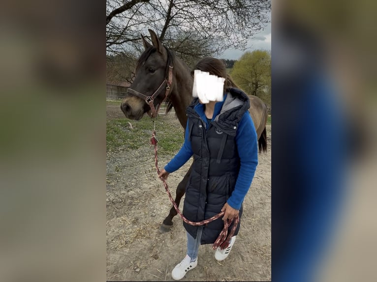 PRE Croisé Étalon 3 Ans 150 cm Isabelle in Leuchtenberg