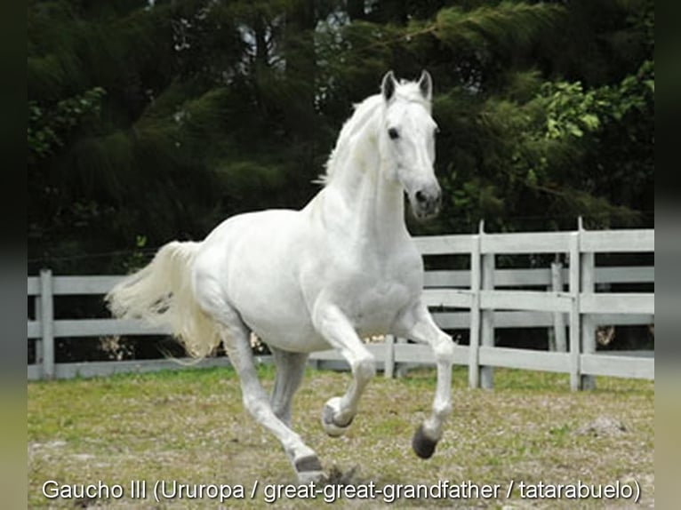 PRE Croisé Étalon 3 Ans 150 cm Isabelle in Leuchtenberg
