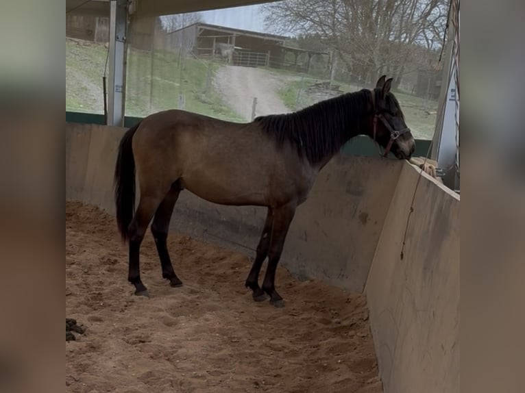 PRE Croisé Étalon 3 Ans 150 cm Isabelle in Leuchtenberg
