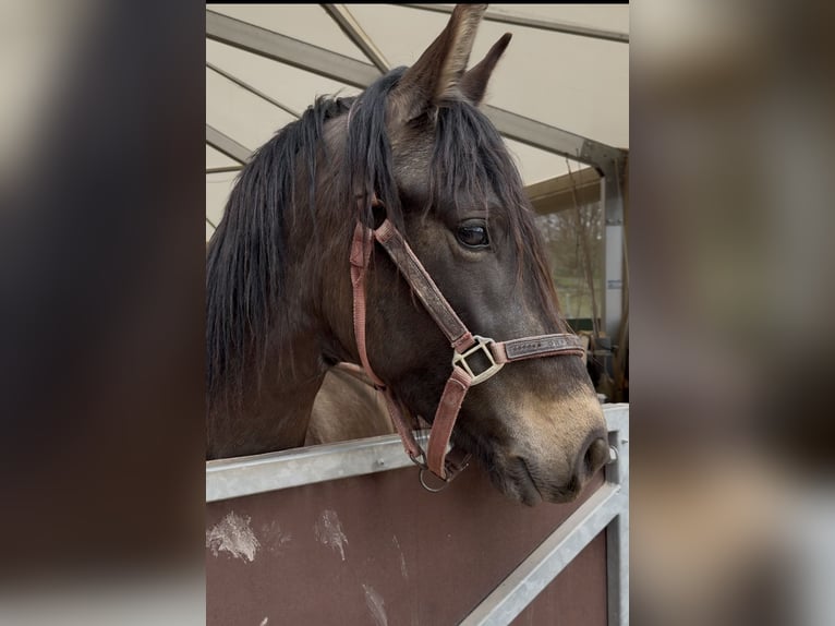 PRE Croisé Étalon 3 Ans 150 cm Isabelle in Leuchtenberg