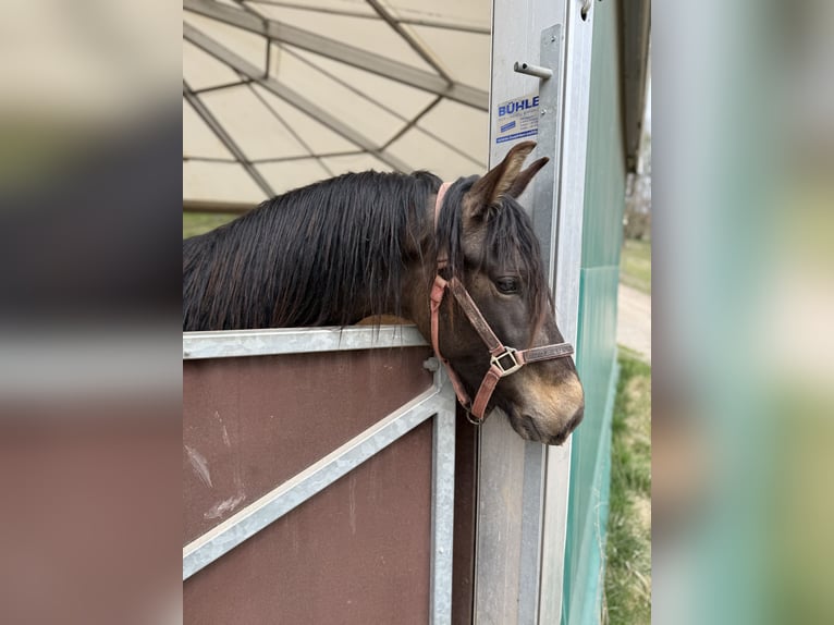 PRE Croisé Étalon 3 Ans 150 cm Isabelle in Leuchtenberg