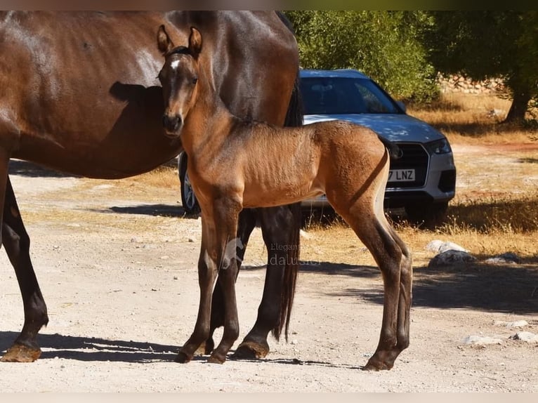 PRE Croisé Étalon 3 Ans 150 cm Isabelle in Leuchtenberg