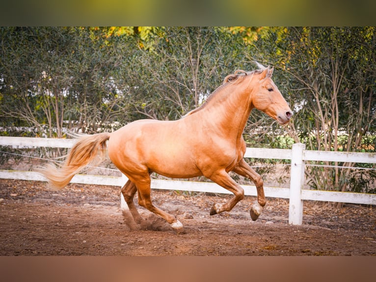 PRE Croisé Étalon 3 Ans 151 cm Palomino in Valencia