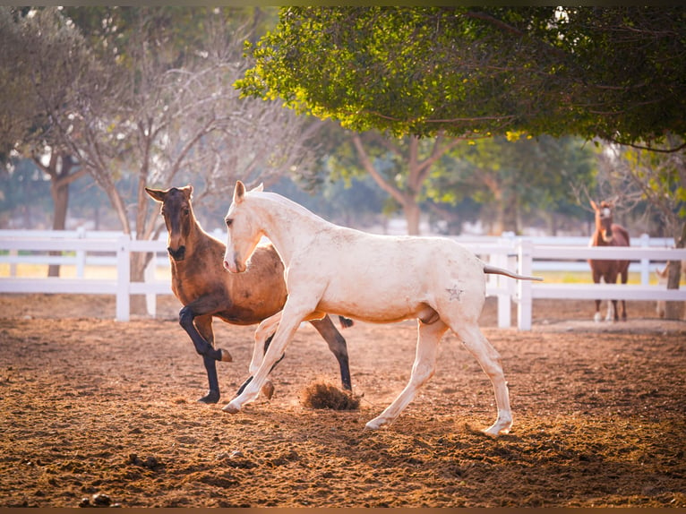 PRE Croisé Étalon 3 Ans 151 cm Palomino in Valencia