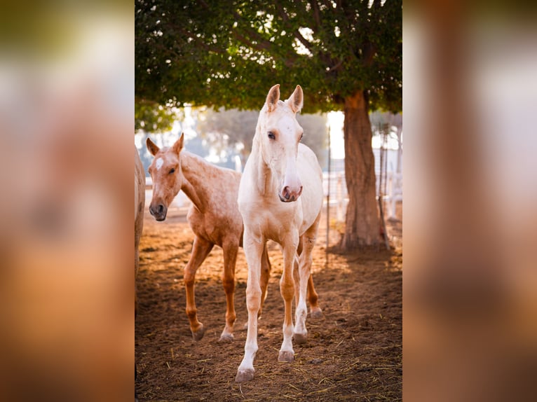 PRE Croisé Étalon 3 Ans 151 cm Palomino in Valencia