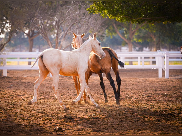 PRE Croisé Étalon 3 Ans 151 cm Palomino in Valencia