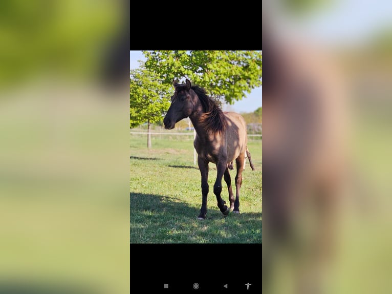 PRE Croisé Étalon 3 Ans 152 cm Noir in Thyrow