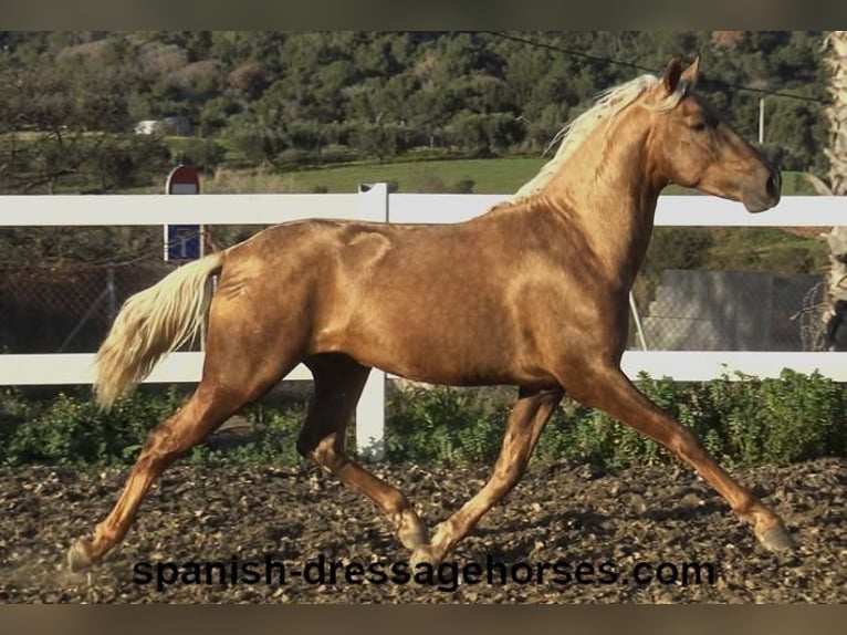 PRE Croisé Étalon 3 Ans 152 cm Palomino in Barcelona