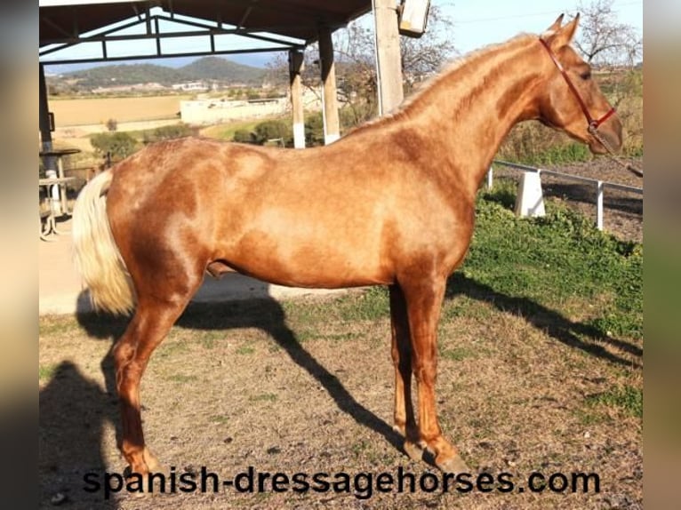 PRE Croisé Étalon 3 Ans 152 cm Palomino in Barcelona