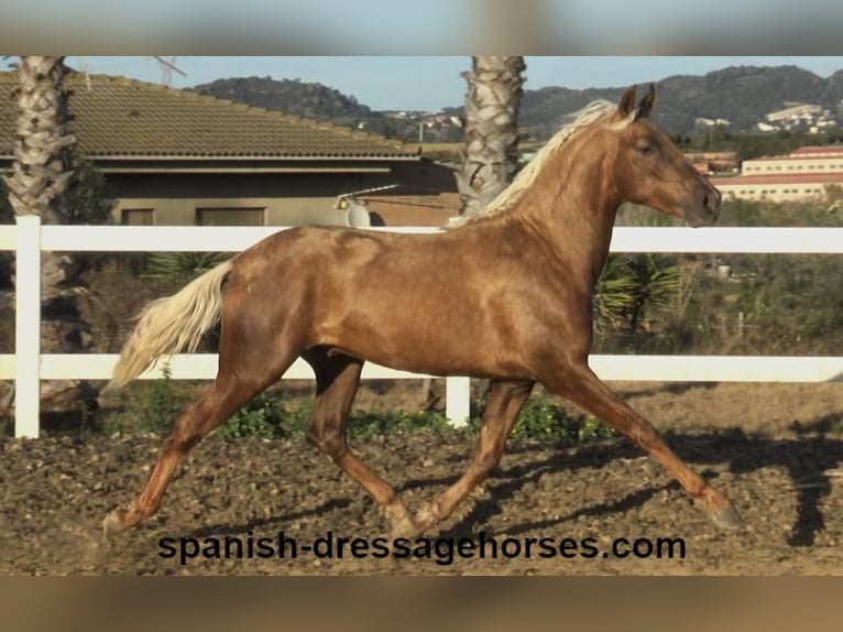 PRE Croisé Étalon 3 Ans 152 cm Palomino in Barcelona