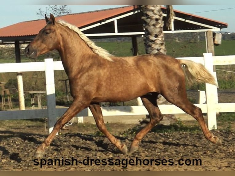 PRE Croisé Étalon 3 Ans 152 cm Palomino in Barcelona